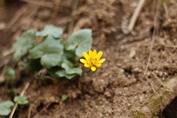 Yellow flower