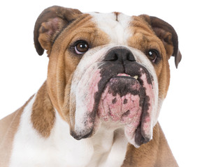 bulldog portrait