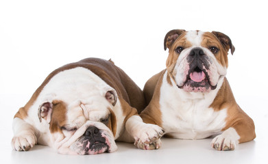 two bulldogs