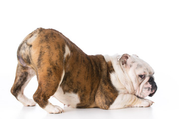 young english bulldog bowing isolated on white background