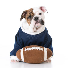 sports hound