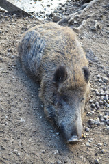 Wild boar