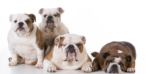 four english bulldogs