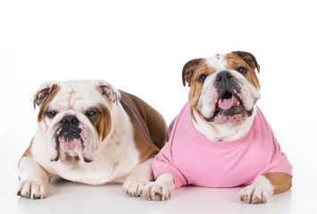 Obraz premium two bulldogs