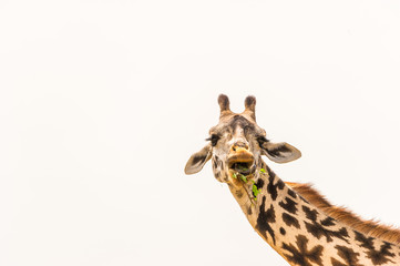 Freigestelltes Giraffenportrait