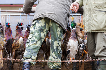 excludes of caught pheasants