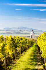 chapel with vineyard near Velke Bilovice, Czech Republic