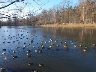 Stado kaczek © michalsen