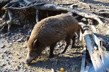 Wild boar
