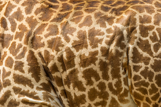 Strucktur einer Giraffe