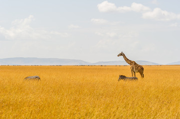 Naklejka premium Eine Giraffe und zwei Zebras