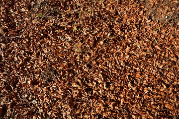 Fallen leaves in autumn time