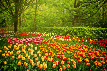 Obrazy na Szkle  wiosenne kwiaty w ogrodzie