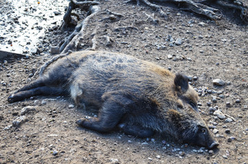 Wild boar