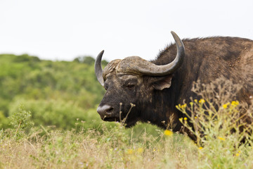 Large male Buffalo walking through dry grass