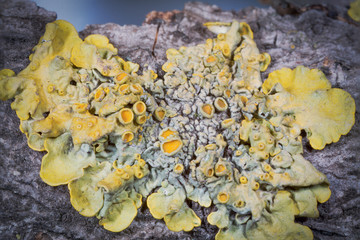 tree moss on the bark of a tree close up