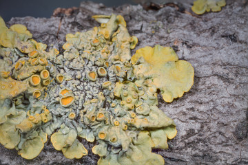 tree moss on the bark of a tree close up