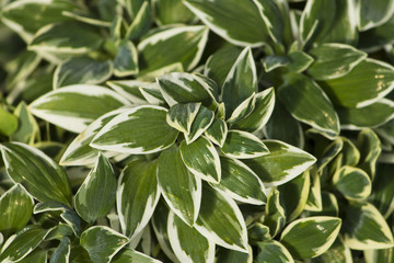 Obraz premium pianta