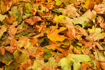 background of autumn yellow leaves