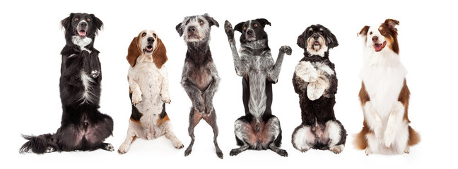 Six Dogs Standing Forward Together Begging
