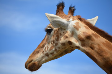 Girafe