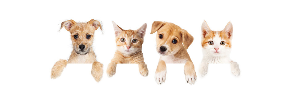 Row of puppies and kittens over blank banner