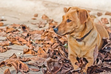 Cute brown dog lying on the dry leaves on the ground in autumn. Space on left side