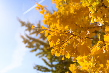 A tree with bright yellow leaves against the blue sky