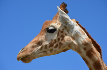 Girafe