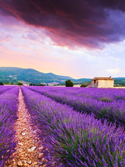 Plakat Lavender field summer sunset landscape