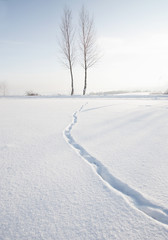Two trees in white winter snow minimalist landscape, footprints trail in snow