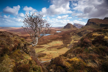 Lonely tree on a beautiful spring day at the famous Quiraing with blue sky and clouds - Isle of Skye, Scotland, UK