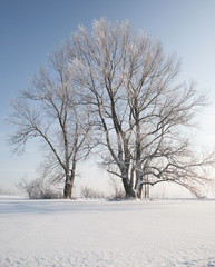 Two trees in white winter snow minimalist landscape, blue sky above