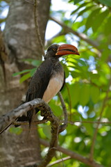 perroquet, calao couronné, Afrique