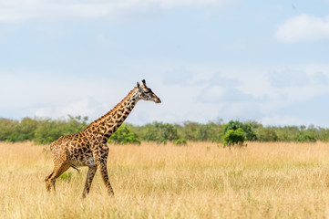 Naklejka na ściany i meble Giraffe in der Masai Mara