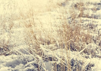 Grass covered with snow.