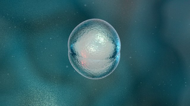Cellular Division Under The Microscope, Stem Cells Dividing