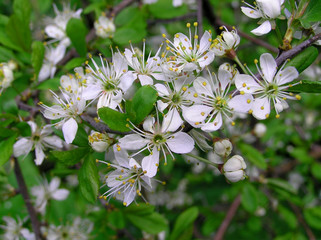 sloe bush,Prunus spinosa