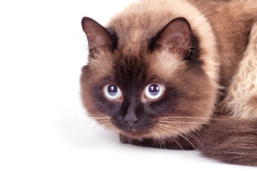 Portrait of a Siamese cat