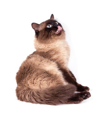 Portrait of a Siamese cat