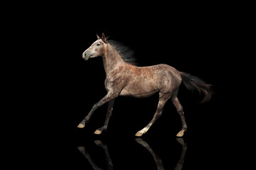 A beautiful gray horse galloping unusual suit. Isolated on a black background.