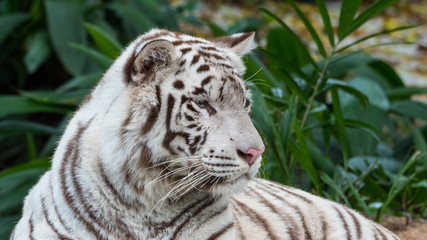 A magnificent white bengal tiger with blue eyes and a pink nose is lying down and staring at something.
