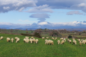 pecore al pascolo