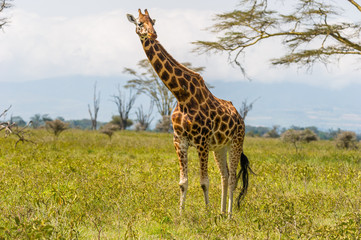 Giraffe in der Landschaft