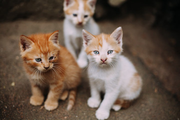 Three cute homeless white and ginger kittens