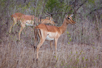 Impala