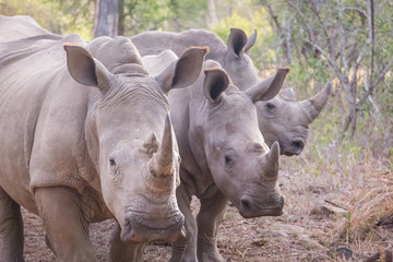 Trois rhinocéros
