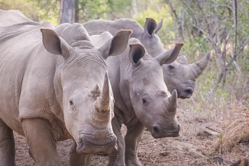 Crédence de cuisine en verre imprimé Rhinocéros Trois rhinocéros