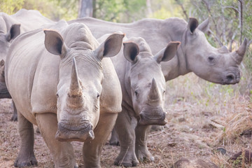 Obraz premium Three rhinos