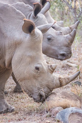 Obraz premium Three rhinos